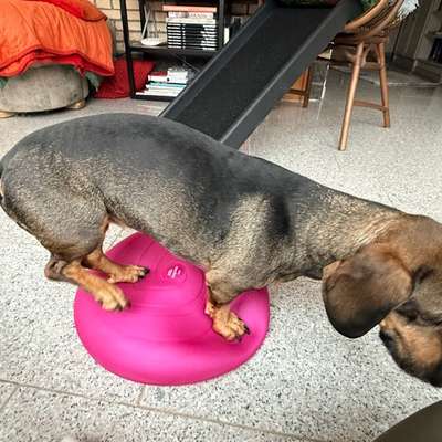 aktuelles Foto Gruppe Dackel