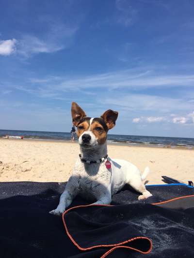 Jack Russell Terrier-Beitrag-Bild