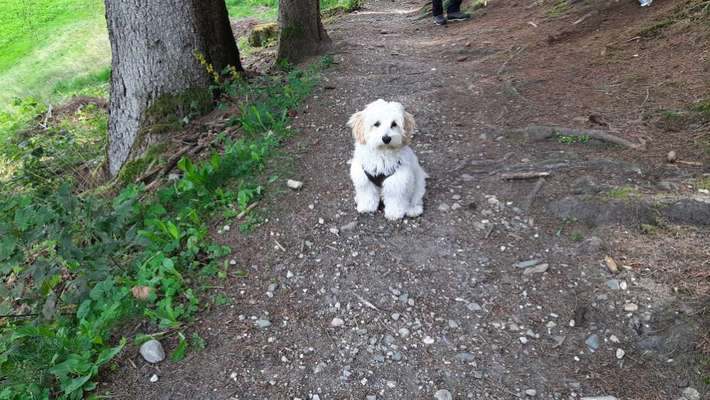 Die Dogorama Wochen Challenge-Beitrag-Bild