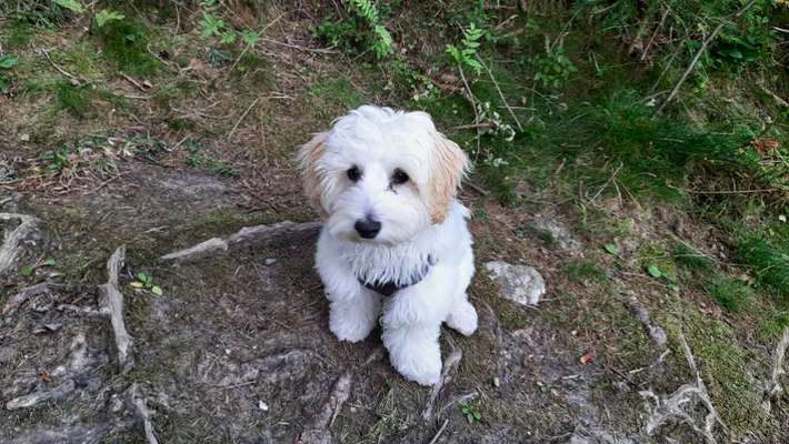 Maltipoo Freunde-Beitrag-Bild