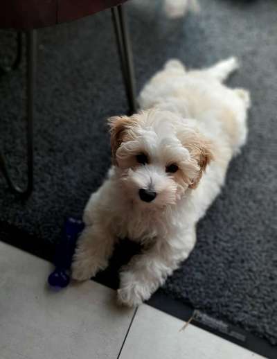 Zeigt her eure Pudel und Pudelmischlinge (:-Beitrag-Bild