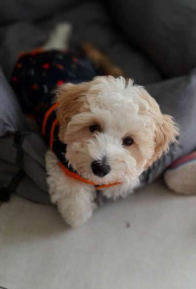 Welpen Bilder !-Beitrag-Bild