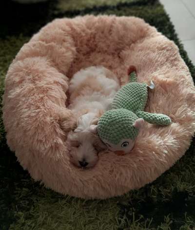 Dogorama Photo Challenge - Zeit ins Bett zu gehen-Beitrag-Bild