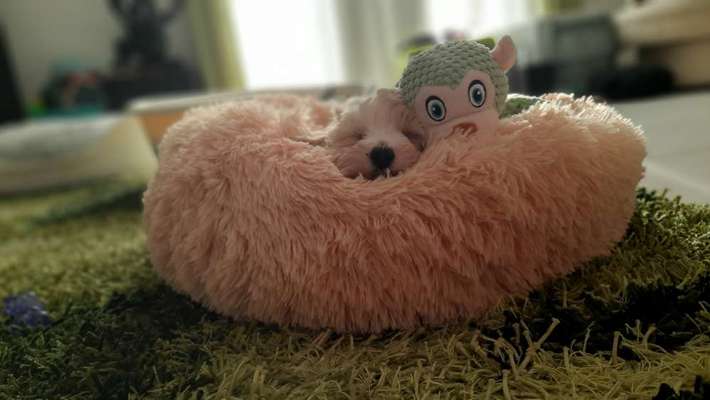 Dogorama Photo Challenge - Lieblingsspielzeug!-Beitrag-Bild