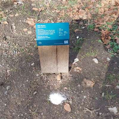 Giftköder-Weisses Pulver-Bild