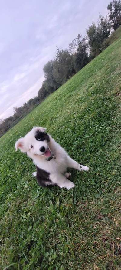 Welpen Bilder !-Beitrag-Bild