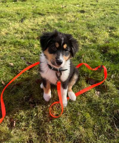Hundetreffen-Chips sucht Freunde-Bild