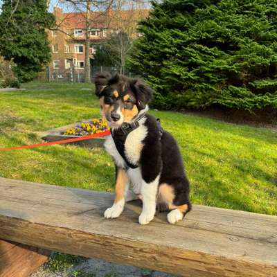 Hundetreffen-Chips sucht Freunde-Bild