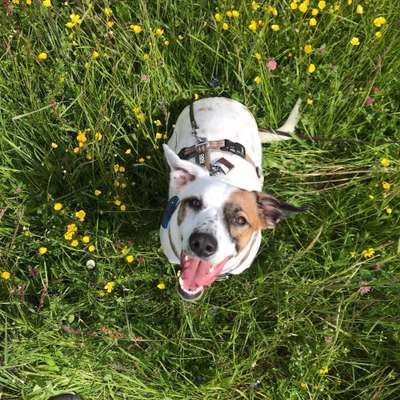 Die Dogorama Monats Challenge "Es grünt und blüht"-Beitrag-Bild