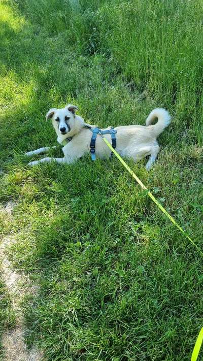 Hundetreffen-Spazier- und Spieltreffen in Knauthain-Bild