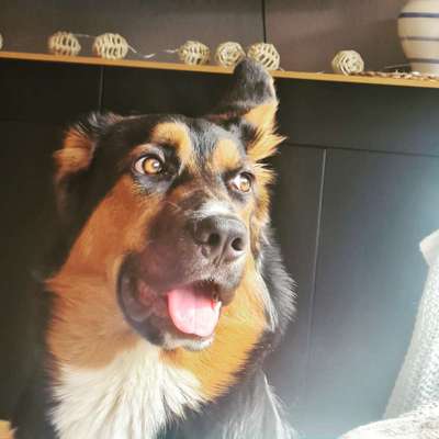 Dogorama Photo Challenge - Portrait-Beitrag-Bild