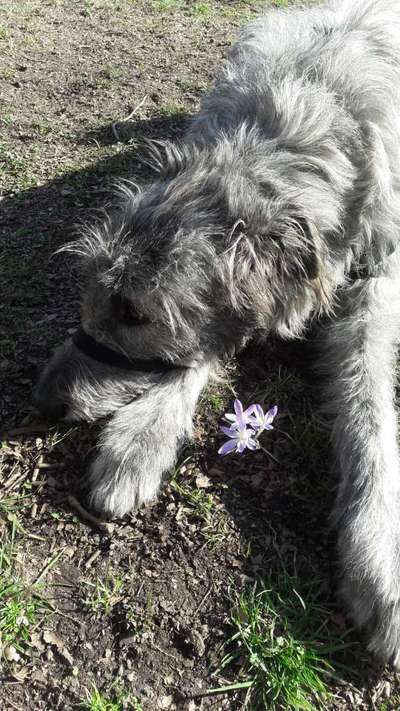 Challenge 23 : "  Euer Hund beim Frühlingserwachen "-Beitrag-Bild