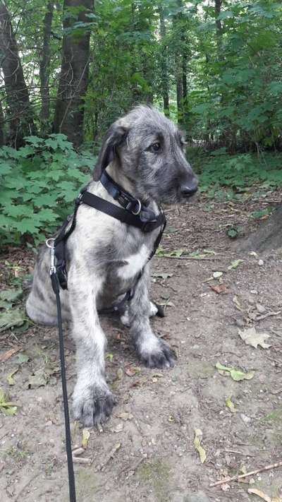 Irische Wolfshunde Hilfe-Tipps-Tricks-Beitrag-Bild