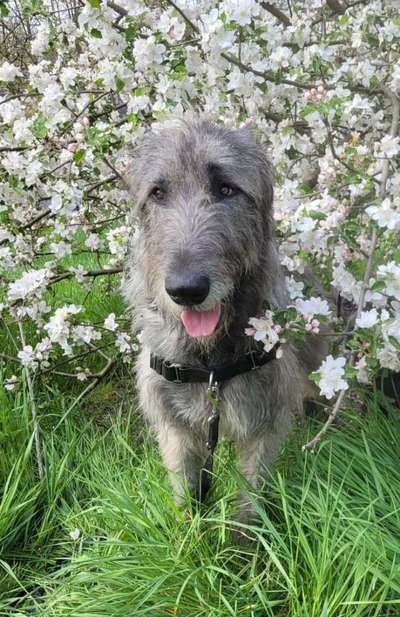 Die Dogorama Kalender Challenge Teil 3/4-Beitrag-Bild