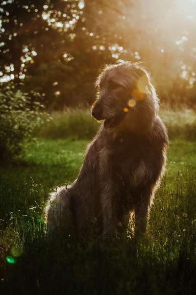 Die Dogorama Kalender Challenge Titelbild-Beitrag-Bild