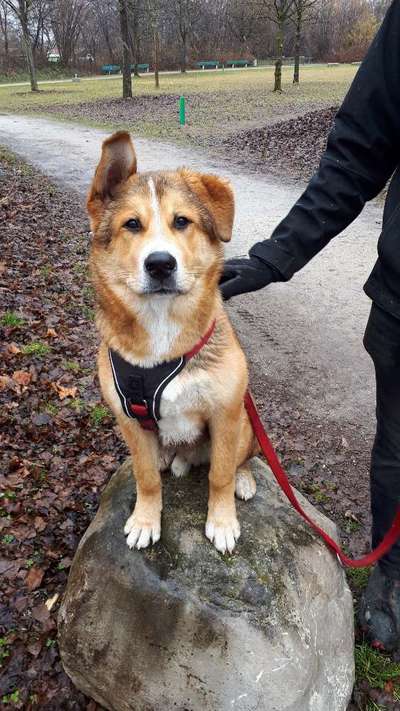 Hundetreffen-Spielen und ein bisschen trainieren-Bild