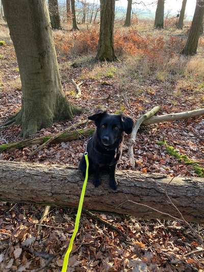 Hundetreffen-Spaziergänge/ Wanderungen im LDK oder Kreis Gießen-Bild