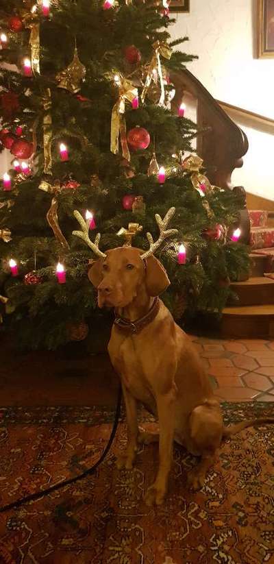 ✨ Hunde auf Weihnachtsmärkten – ja oder nein? ✨-Beitrag-Bild