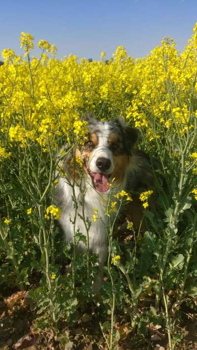 Die Dogorama Kalender Challenge Teil 3/4-Beitrag-Bild