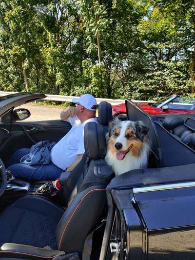 FOTOCHALLENGE 70 - Dein Hund im Auto-Beitrag-Bild