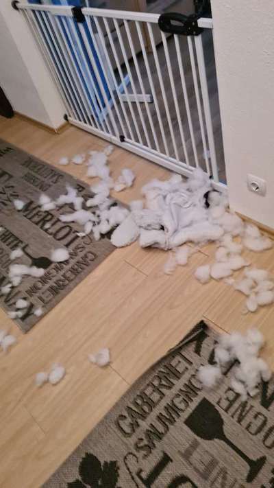 Zeig mir, dass du mit einem hund zusammenlebst....-Beitrag-Bild