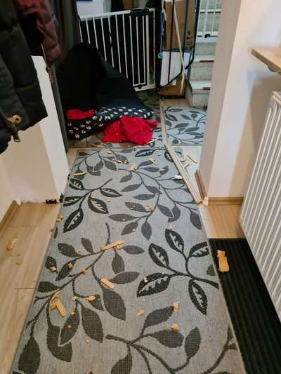 Zeig mir, dass du mit einem hund zusammenlebst....-Beitrag-Bild