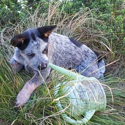 Hundetreffen-Welpentreffen,-Bild