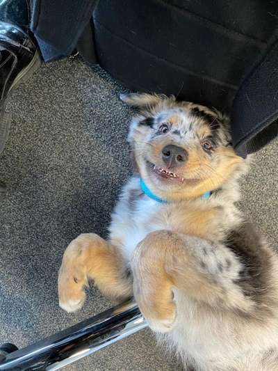 Zeigt eure verrücktesten Hundebilder-Beitrag-Bild