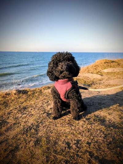 Hundeurlaub in Nienhagen-Beitrag-Bild