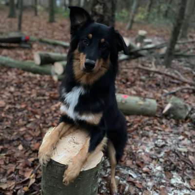 Hundetreffen-Playdate Junghunde-Bild