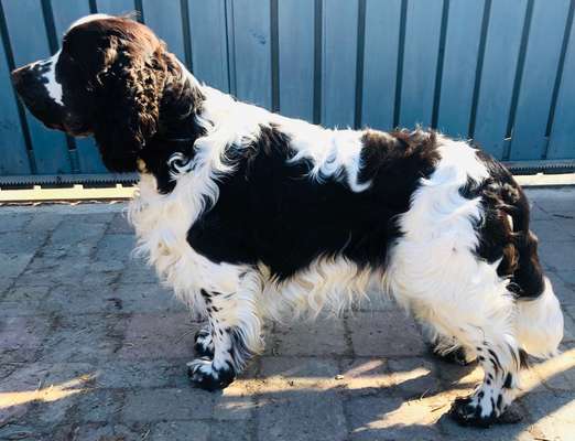 Springer Spaniel-Beitrag-Bild