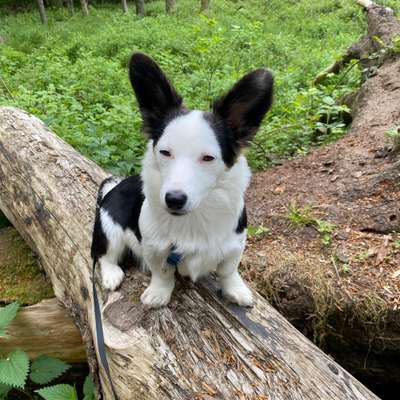 Hundetreffen-Hundefreundschaft / gegenseitige Betreuung-Bild
