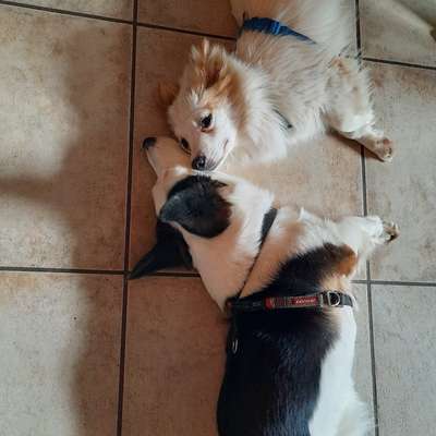 Hundetreffen-Hundefreundschaften-Bild