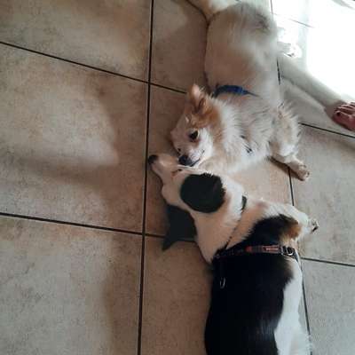 Hundetreffen-Hundefreundschaften-Bild