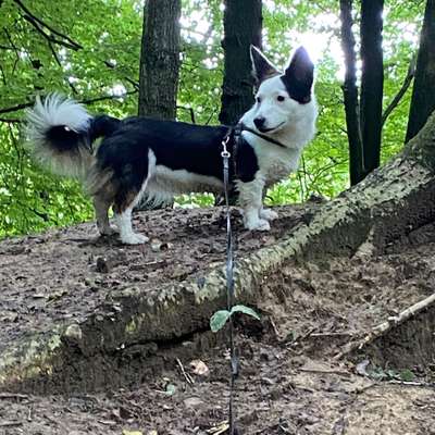 Hundetreffen-Hundefreundschaften-Bild