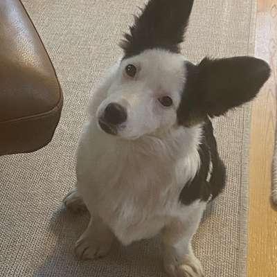 Hundetreffen-Spielkameraden für gemeinsame Gassirunde gesucht-Bild