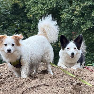 Hundetreffen-Zusammen souverän werden-Bild