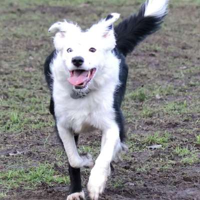 Hundetreffen-Treffen zu spielen-Bild