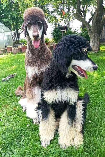 Zeigt her eure Pudel und Pudelmischlinge (:-Beitrag-Bild