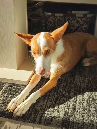 Podencomischling oder Podenco-Beitrag-Bild