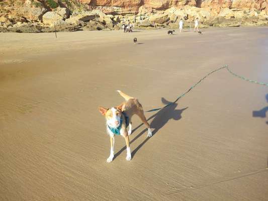 Podenco/Mischlinge hier? :-)-Beitrag-Bild