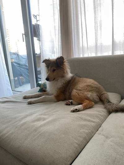 Fehlende Gefühle für den Welpen-Beitrag-Bild