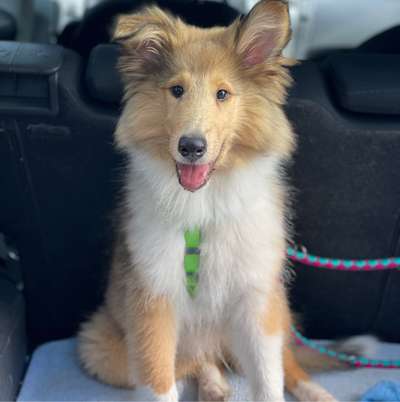 Hundetreffen-Spielrunde Welpentreffen Köpenick Wuhlheide-Bild