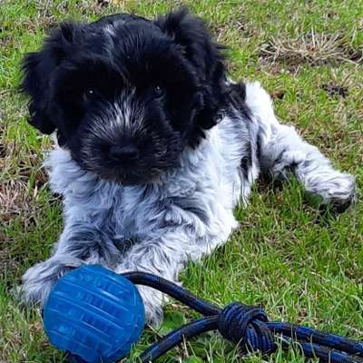 Hundetreffen-Welpen Treffen Nähe Mechernich