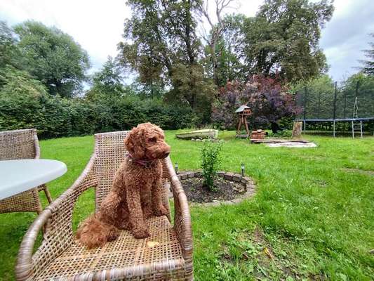 Hundetreffen-Spiel und Spaß im geschützen Bereich,Großer eingezäunter Garten.-Bild