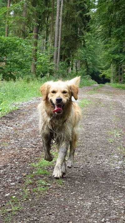 Wo sind die Golden Retriever Liebhaber?-Beitrag-Bild