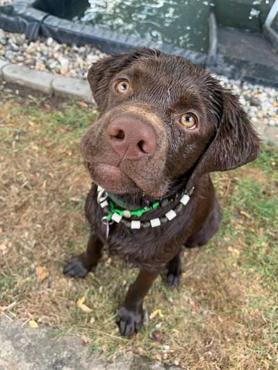Hundetreffen-Welpen und Junghunde-Bild