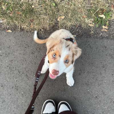 Hundetreffen-Welpenfreunde gesucht-Bild
