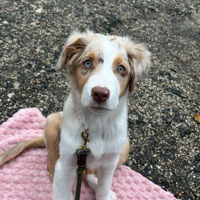 Hundetreffen-hundefreunde gesucht-Bild