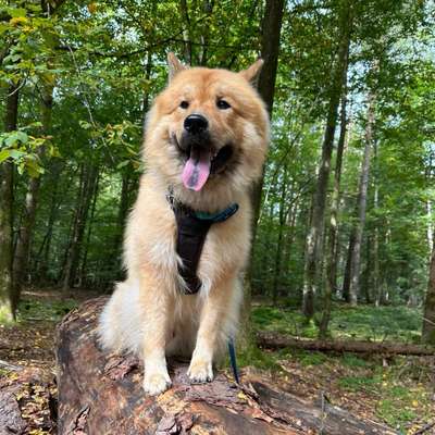 Hundetreffen-Gemeinsamer Spaziergang - Training - Spielen-Bild